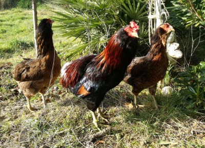 IMG_20181223_141413.jpg (240.18 KiB) Osservato 740 volte IMG_20181223_141413.jpg