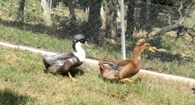 IMG_20180909_152555.jpg (126.12 KiB) Osservato 677 volte IMG_20180909_152555.jpg