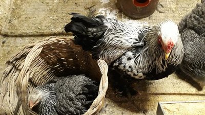 20190404_163027.jpg (135.33 KiB) Osservato 919 volte 20190404_163027.jpg