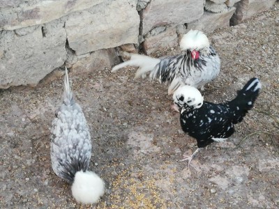 IMG_20200123_170435.jpg (177.74 KiB) Osservato 663 volte IMG_20200123_170435.jpg