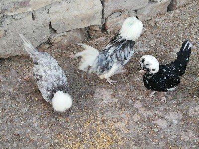 IMG_20200123_170432.jpg (170.47 KiB) Osservato 663 volte IMG_20200123_170432.jpg