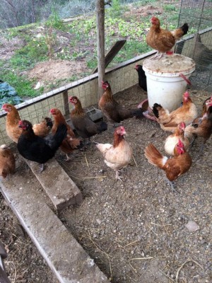 foto galline.JPG (180.17 KiB) Osservato 837 volte foto galline.JPG