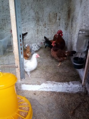 foto galline 2020 2.JPG (118.77 KiB) Osservato 807 volte foto galline 2020 2.JPG