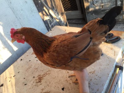 foto galline 2020.jpg (95.38 KiB) Osservato 763 volte foto galline 2020.jpg