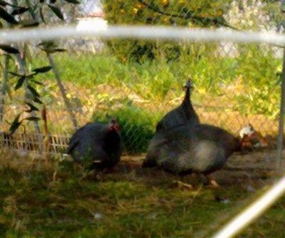 Copia di 11022011342.jpg (30.04 KiB) Osservato 1519 volte Copia di 11022011342.jpg