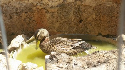 Maschio germanata / 20200625_113549.jpg 20200625_113549.jpg