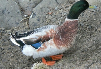 IMG-20200628-WA0004.jpg (151.55 KiB) Osservato 806 volte IMG-20200628-WA0004.jpg