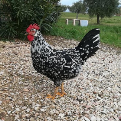 IMG_20201204_220154_704.jpg (276.42 KiB) Osservato 864 volte IMG_20201204_220154_704.jpg