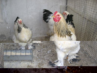 IMG_0401.jpg (60.68 KiB) Osservato 657 volte IMG_0401.jpg