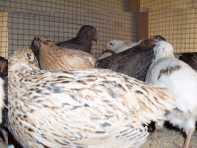 38613.jpg (165.94 KiB) Osservato 570 volte 38613.jpg