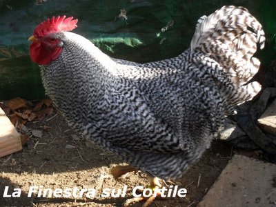 amrocks gallo.jpg (93.3 KiB) Osservato 1242 volte amrocks gallo.jpg