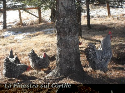 famiglia amrocks.jpg (172.19 KiB) Osservato 1242 volte famiglia amrocks.jpg