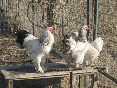 IMG_2418.JPG (234.3 KiB) Osservato 832 volte IMG_2418.JPG