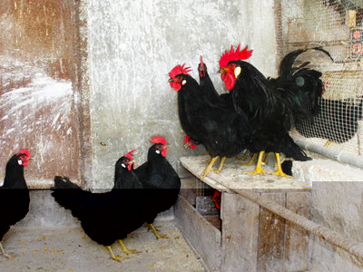 livornonereeugenio.jpg (282.06 KiB) Osservato 3796 volte livornonereeugenio.jpg