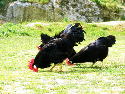 livornonereeugenio2.jpg (375.48 KiB) Osservato 3796 volte livornonereeugenio2.jpg