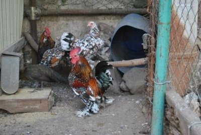 galline 003.jpg (54.68 KiB) Osservato 1240 volte galline 003.jpg