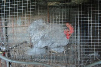 galline 010.jpg (54.34 KiB) Osservato 694 volte galline 010.jpg