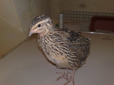 01022012867.jpg (124.55 KiB) Osservato 1141 volte 01022012867.jpg