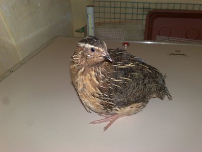 01022012866.jpg (126.93 KiB) Osservato 1141 volte 01022012866.jpg