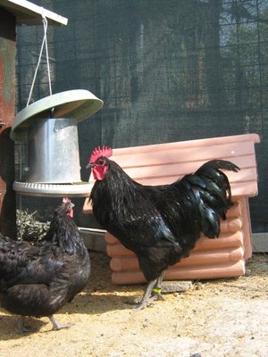 IMG_1976 (426 x 568).jpg (76.38 KiB) Osservato 1813 volte IMG_1976 (426 x 568).jpg