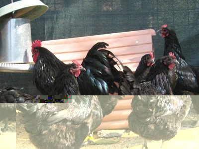 IMG_1974 (568 x 426).jpg (68.21 KiB) Osservato 1813 volte IMG_1974 (568 x 426).jpg