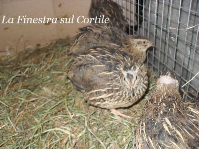 quaglia2.jpg (101.36 KiB) Osservato 658 volte quaglia2.jpg