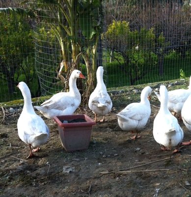 image.jpg (197.73 KiB) Osservato 812 volte image.jpg