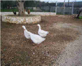 oche 1.jpg oche 1.jpg