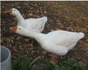 oche 2.jpg oche 2.jpg