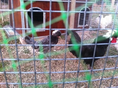 olandesi.jpg (246.49 KiB) Osservato 646 volte olandesi.jpg