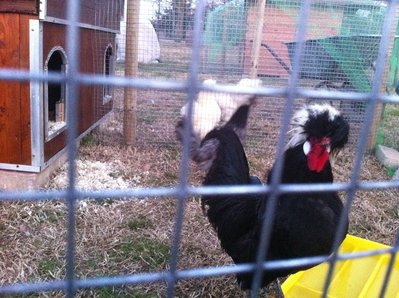 olandesi1.jpg (247.72 KiB) Osservato 646 volte olandesi1.jpg