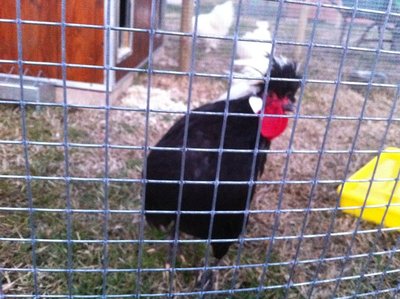 olandesi2.jpg (219.53 KiB) Osservato 646 volte olandesi2.jpg