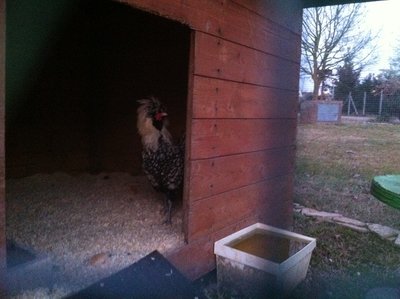 padovana.jpg (161.88 KiB) Osservato 646 volte padovana.jpg