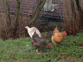 2a6owg8.jpg 2a6owg8.jpg