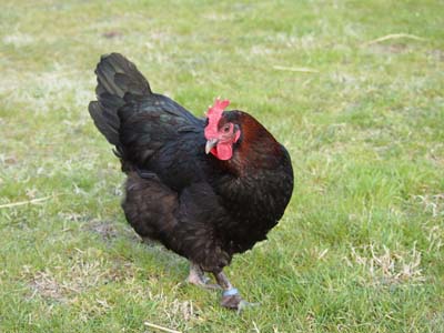 marans5copia.jpg marans5copia.jpg