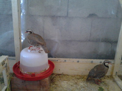 20130405_112917.jpg (108.27 KiB) Osservato 856 volte 20130405_112917.jpg