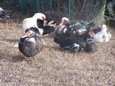 100_2883.JPG (381.38 KiB) Osservato 785 volte 100_2883.JPG