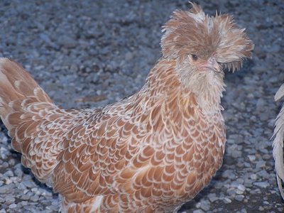 100_2924.JPG (305.4 KiB) Osservato 785 volte 100_2924.JPG