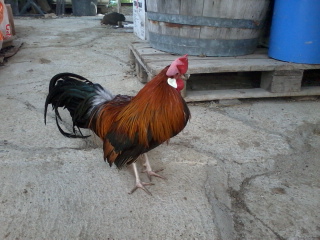 per ora avevo solo queste , se ne volete altre vele mando / Foto0234.jpg Foto0234.jpg