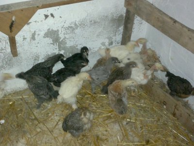 ultimi nati / 08072013645_800x600.jpg 08072013645_800x600.jpg