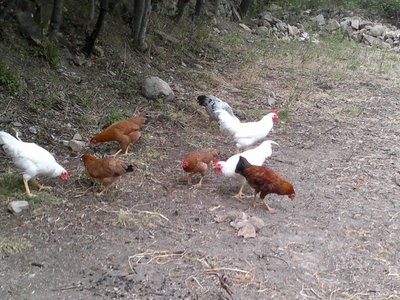 polletti di febbraio al pascolo / 08072013661_800x600.jpg 08072013661_800x600.jpg