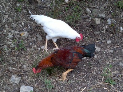 maschietti, il bianco canta già / 08072013668_800x600.jpg 08072013668_800x600.jpg