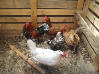 nanette.jpg nanette.jpg