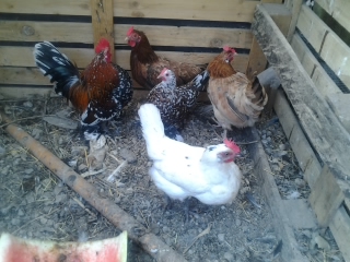 nanette 2.jpg nanette 2.jpg