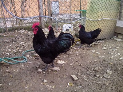 IMG_20130221_132311.jpg (328.82 KiB) Osservato 609 volte IMG_20130221_132311.jpg