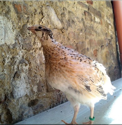 DSC_0127-1.jpg (385.77 KiB) Osservato 2998 volte DSC_0127-1.jpg