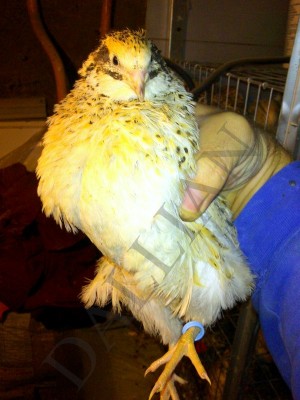 Golden Jumbo / 050.jpg 050.jpg