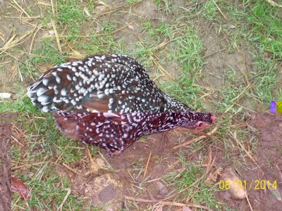 polli 366.JPG (130.23 KiB) Osservato 2061 volte polli 366.JPG