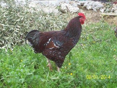 polli 369.JPG (109.39 KiB) Osservato 2061 volte polli 369.JPG