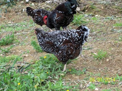 polli 371 (2).jpg (160.03 KiB) Osservato 2061 volte polli 371 (2).jpg